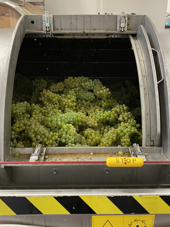 Pressen des Sauvignon Blanc